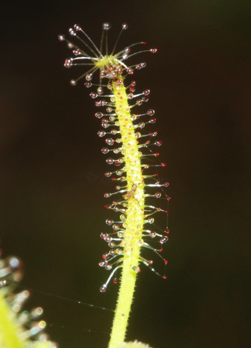 Drosera indica L.